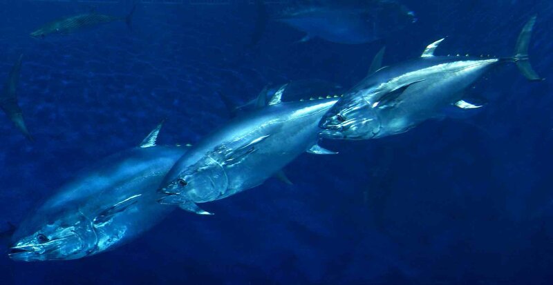 Tuna fish swimming in ocean