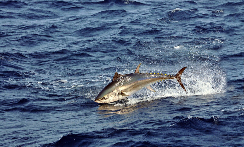 Tuna Jumping in Ocean — Blue