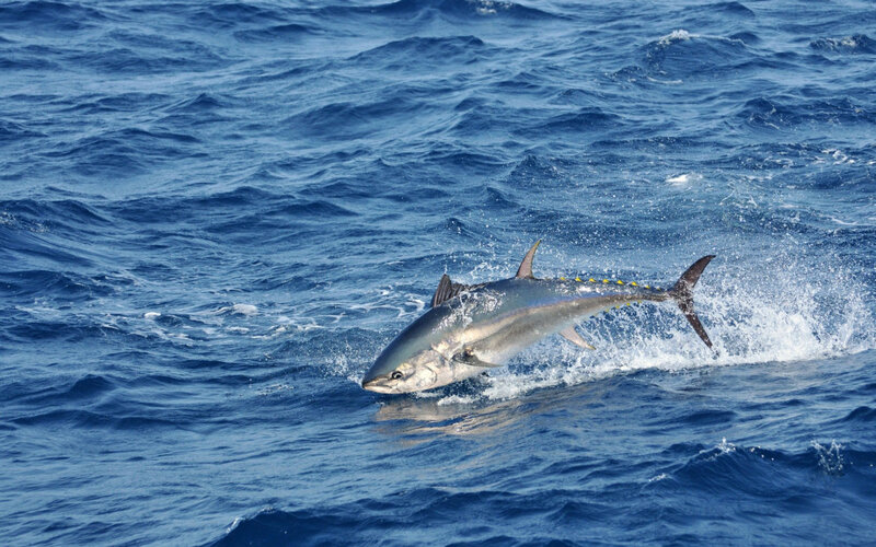 Tuna Jumping in Ocean