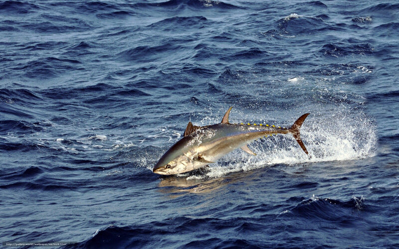 Tuna leaping from ocean