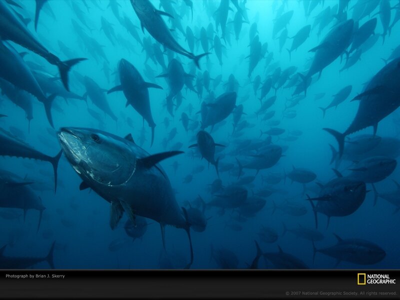Tuna school underwater