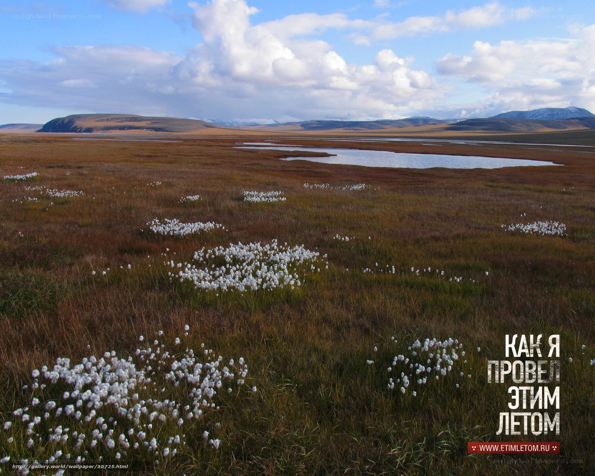 Tundra landscape with cotton grass