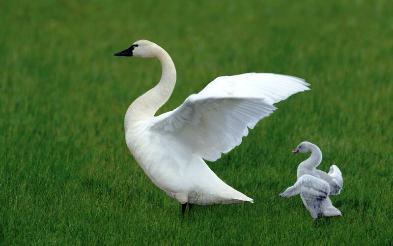 Tundra Swan and Cygnet — Green