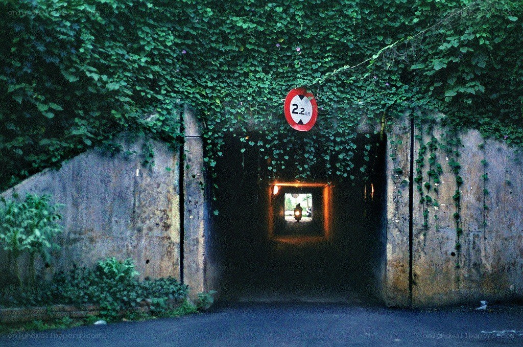 tunnel covered in ivy