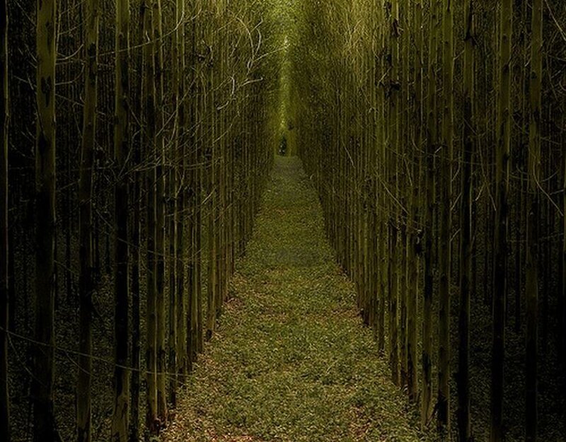 Tunnel of Bamboo Trees