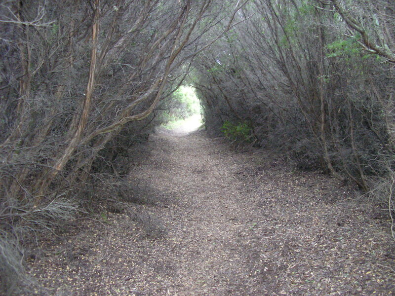 Tunnel of Bushes
