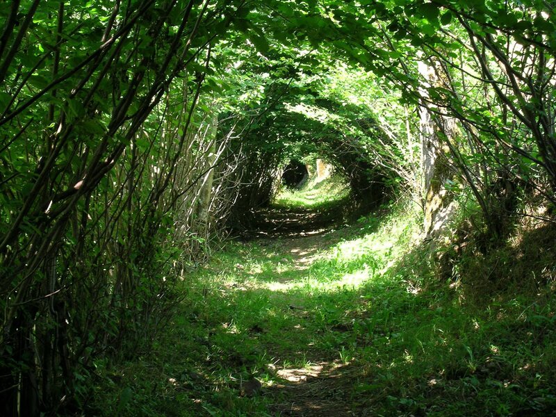 tunnel of green foliage