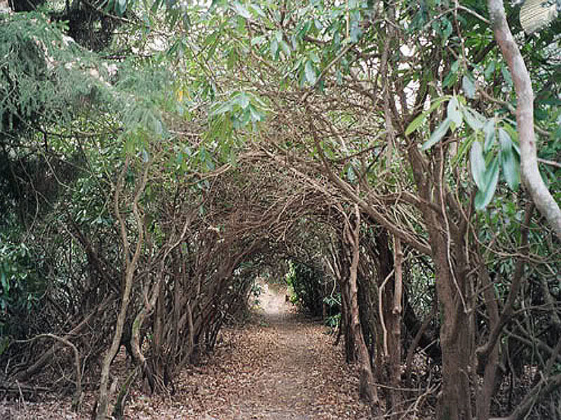 tunnel of leafy branches
