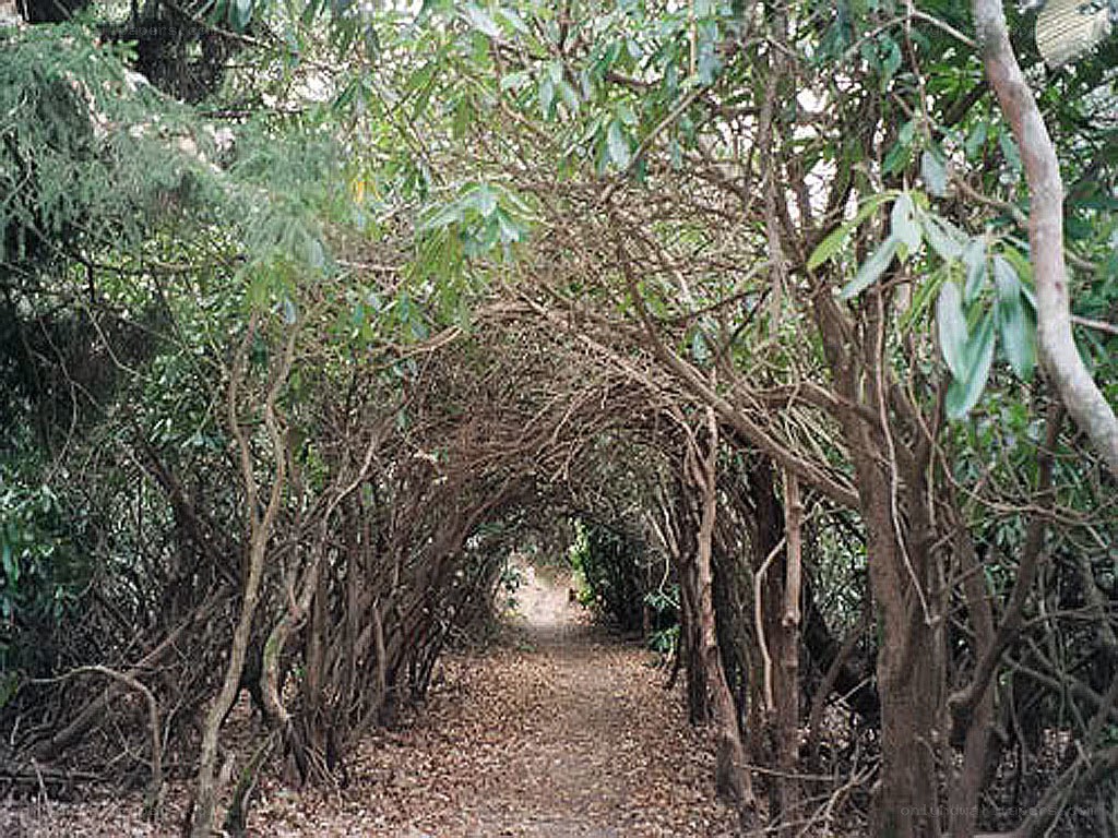 tunnel of leafy branches
