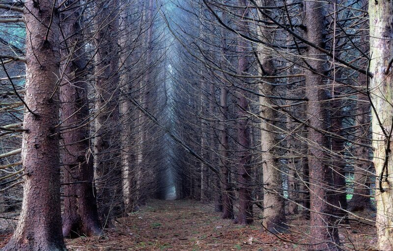 Tunnel of Pine Trees