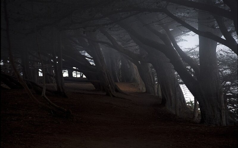 Tunnel of Trees — Black