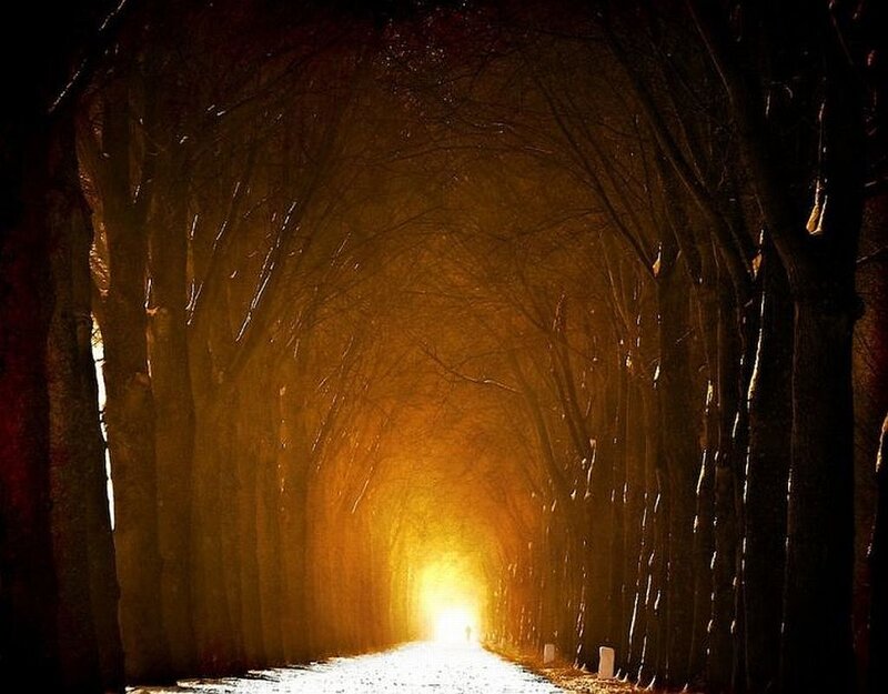 Tunnel of Trees — Brown