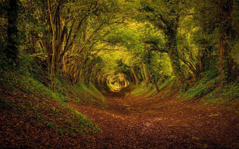 Tunnel of Trees — Green, Serene