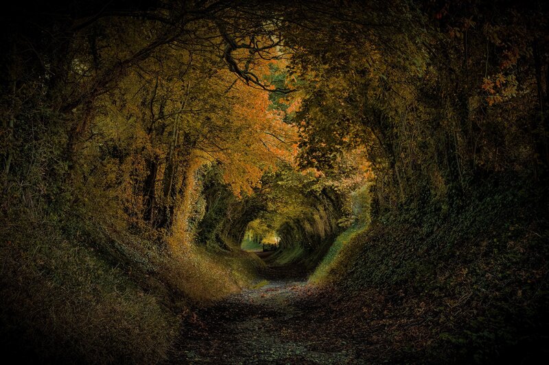 Tunnel of Trees — Green