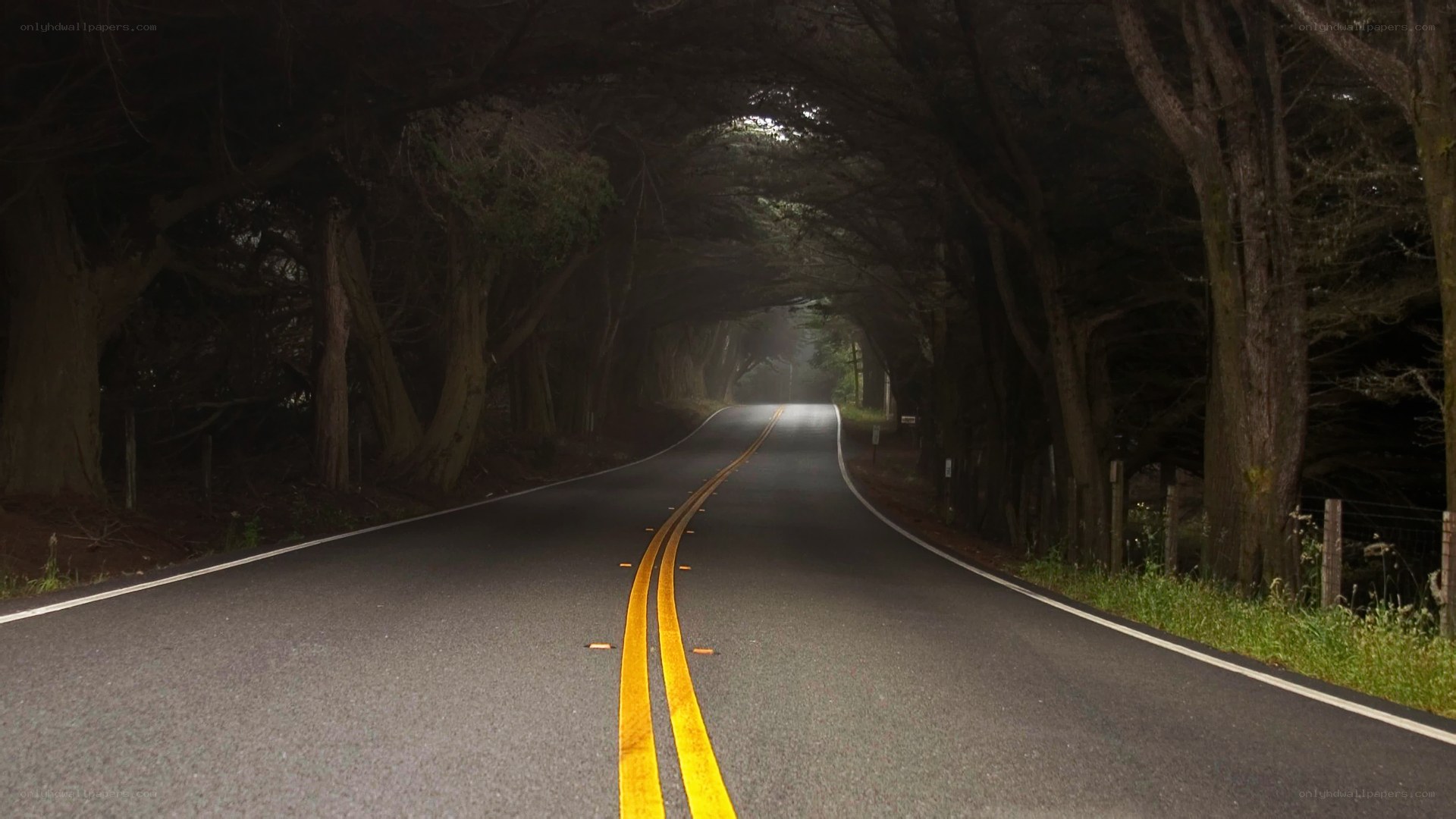 tunnel of trees road