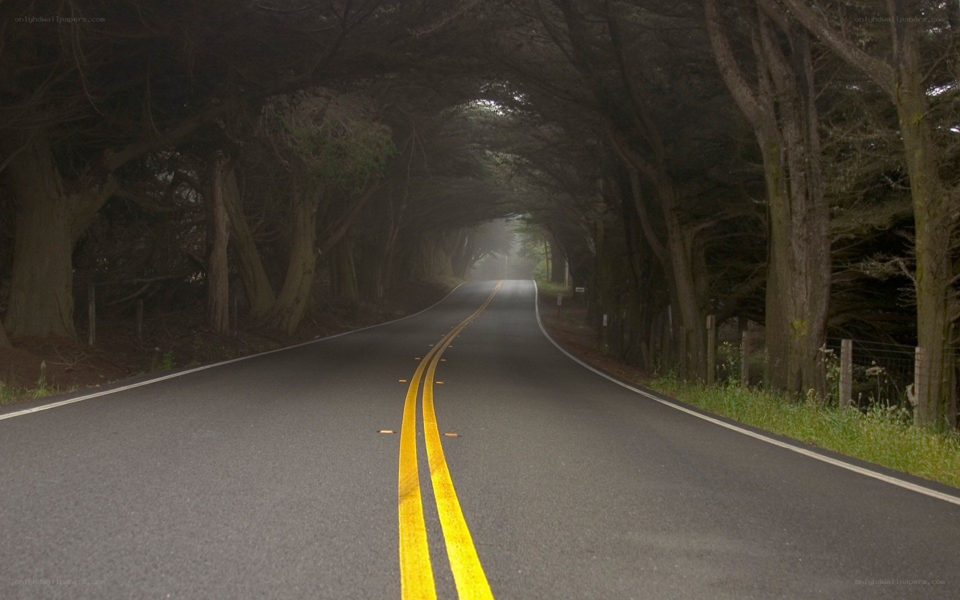 tunnel of trees road