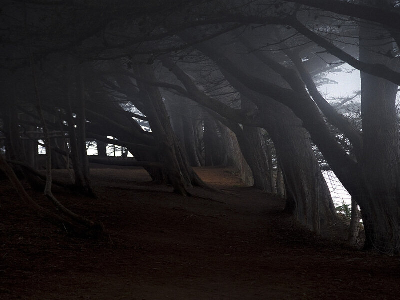 Tunnel of Trees