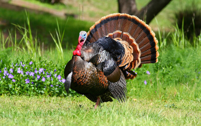 Turkey Displaying Feathers — Green, Natural, Afternoon, Photograph, Grass
