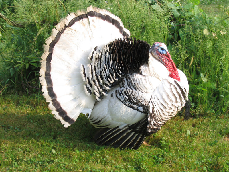 Turkey Displaying Feathers — Green, Natural, Afternoon