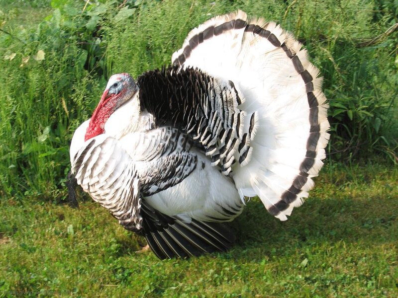 Turkey Displaying Feathers — Green, Natural