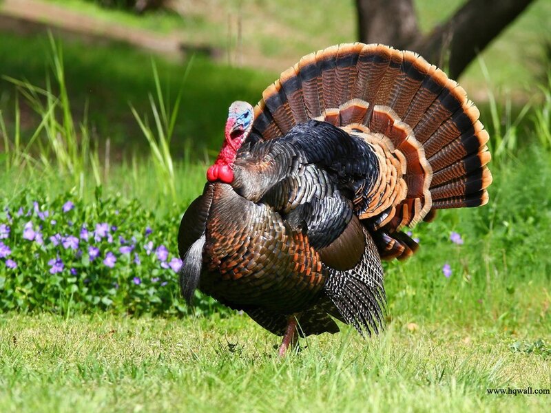 Turkey Displaying Feathers — Green