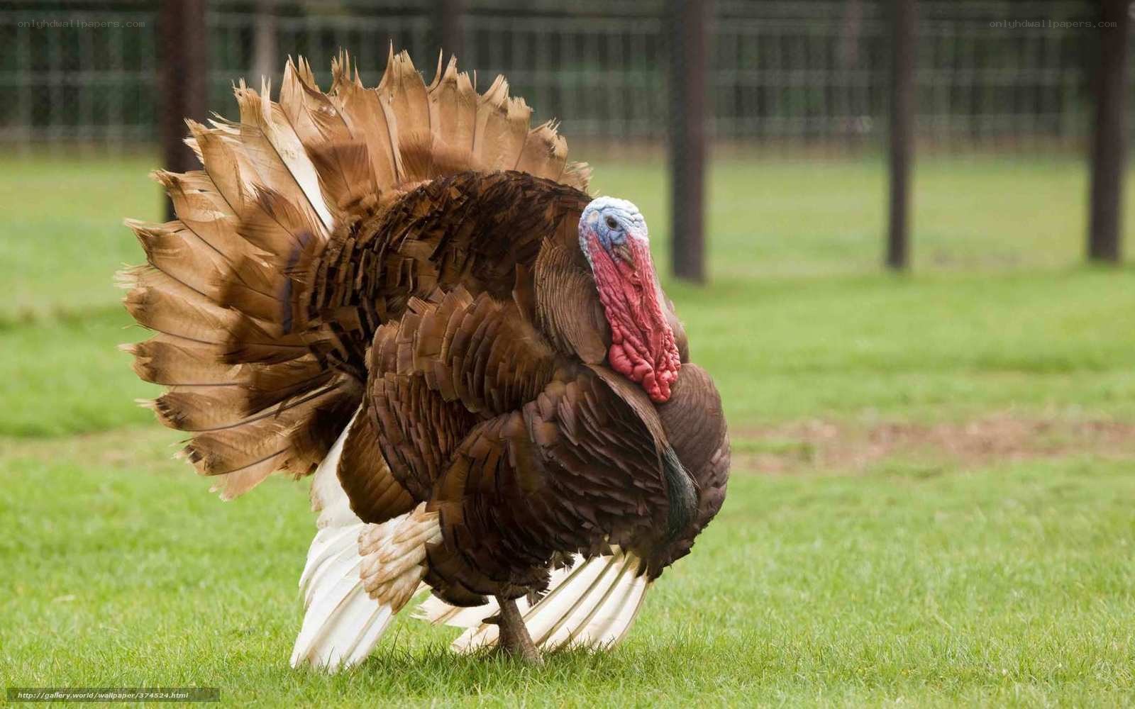 Turkey displaying feathers on grass