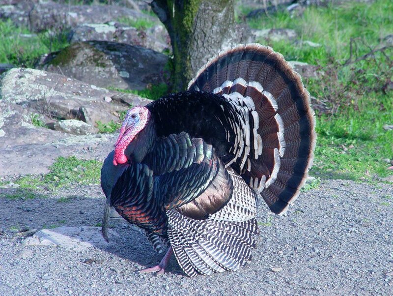 turkey displaying feathers