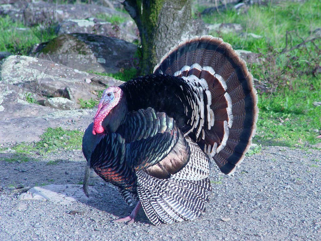 turkey displaying feathers