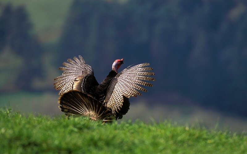 Turkey displaying in a field