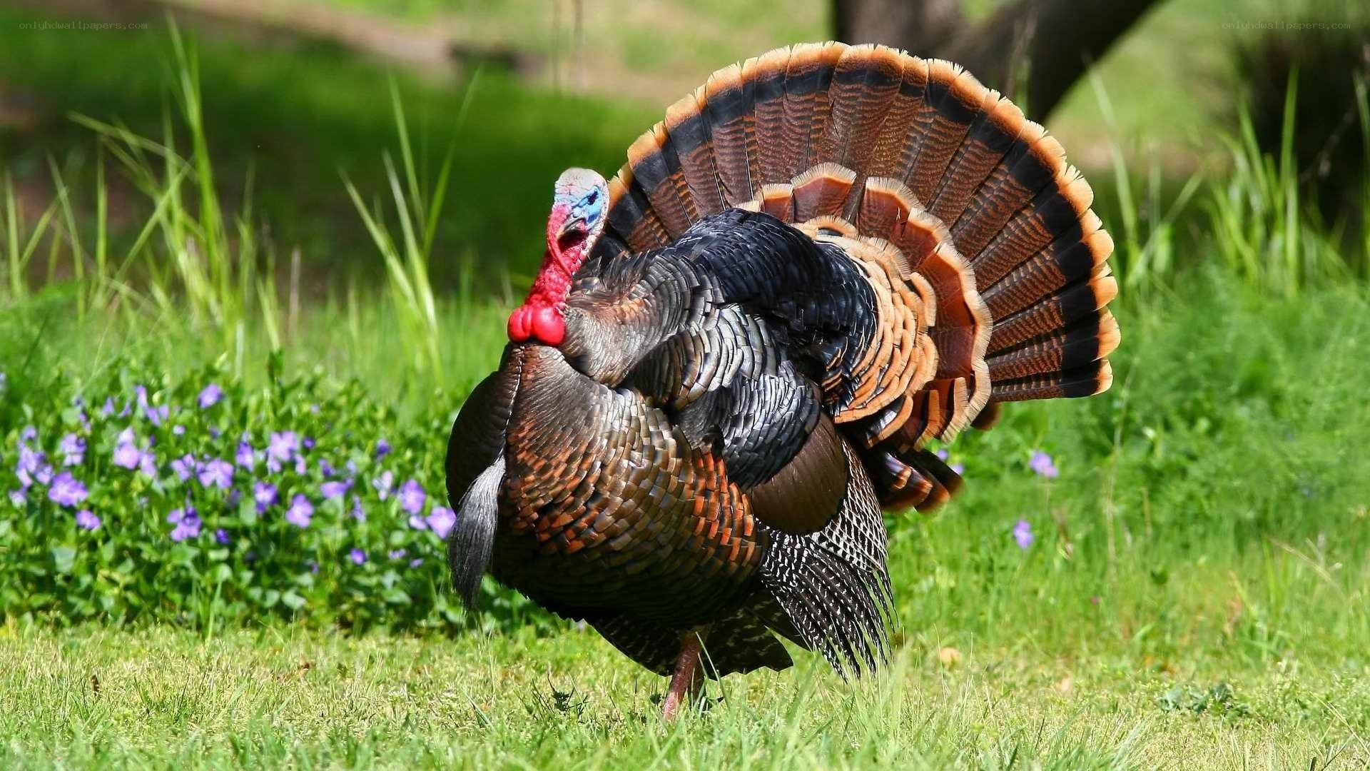turkey displaying in grass