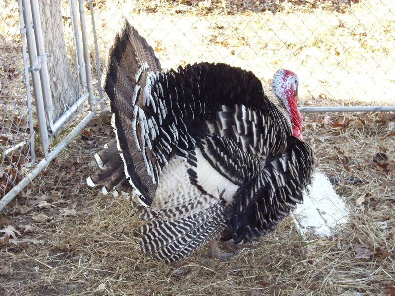 turkey in a fenced enclosure