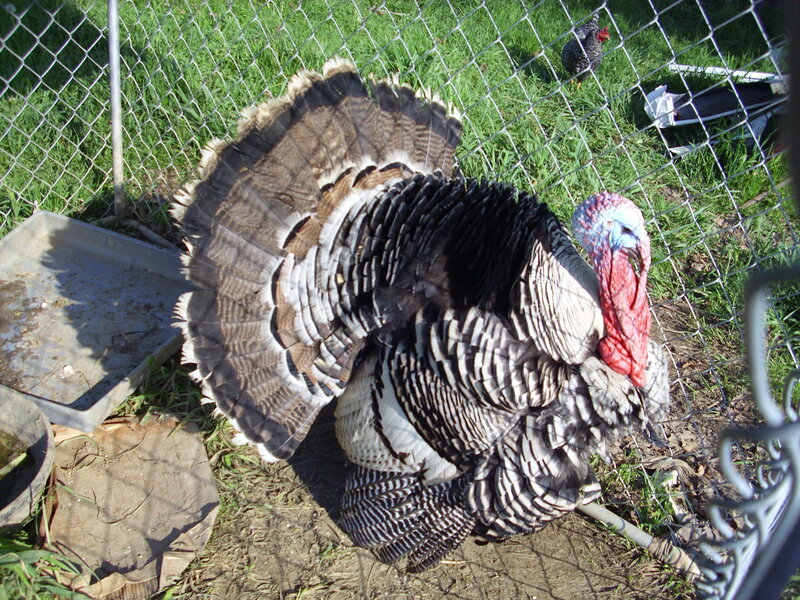 Turkey in a fenced yard