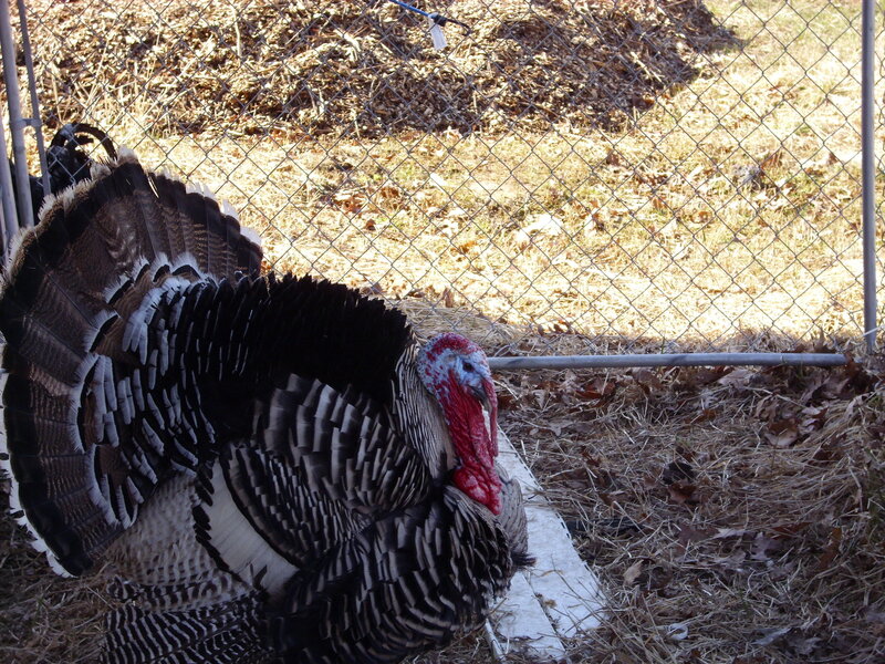 turkey in a fenced yard