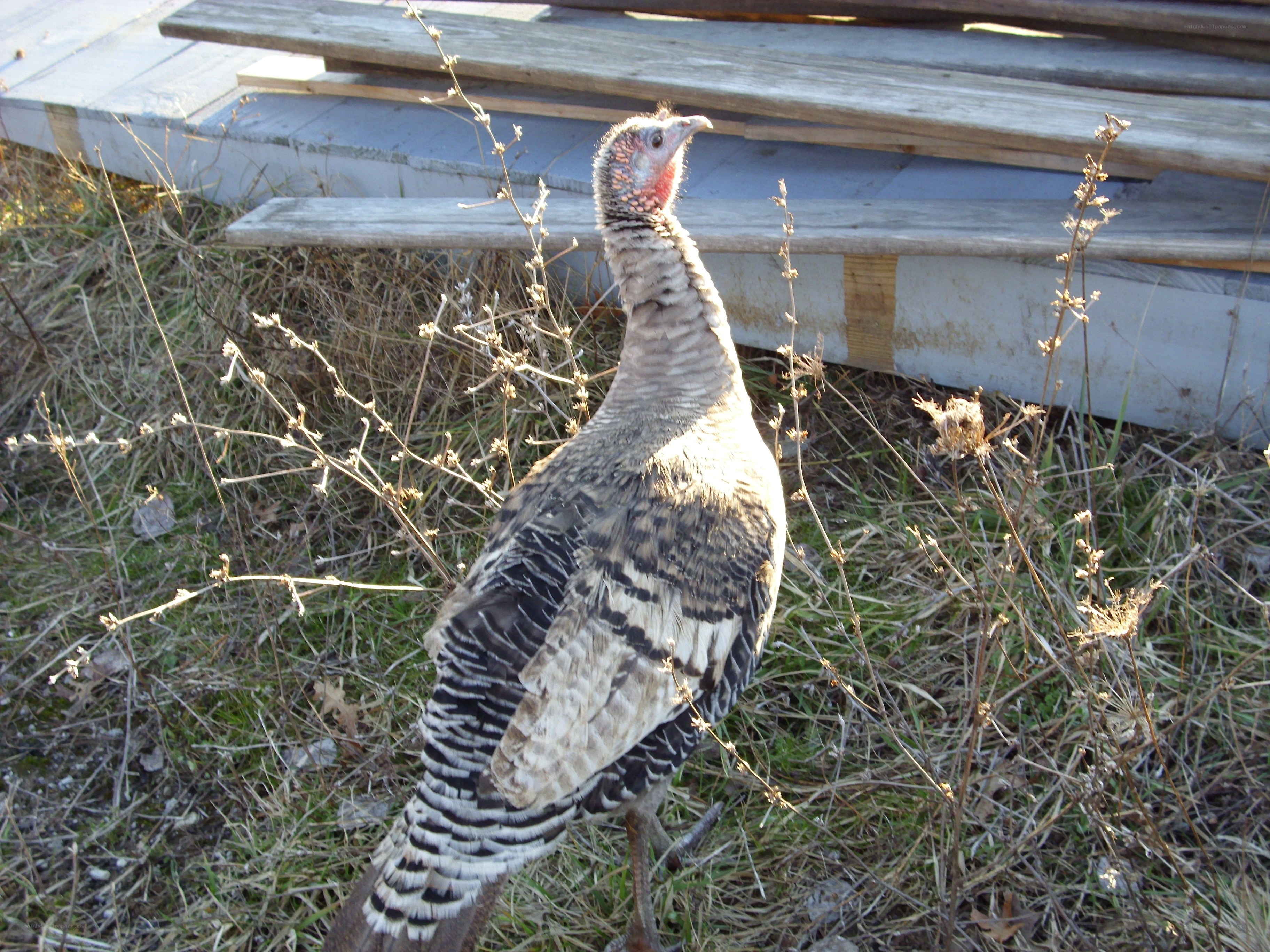 Turkey in a grassy area