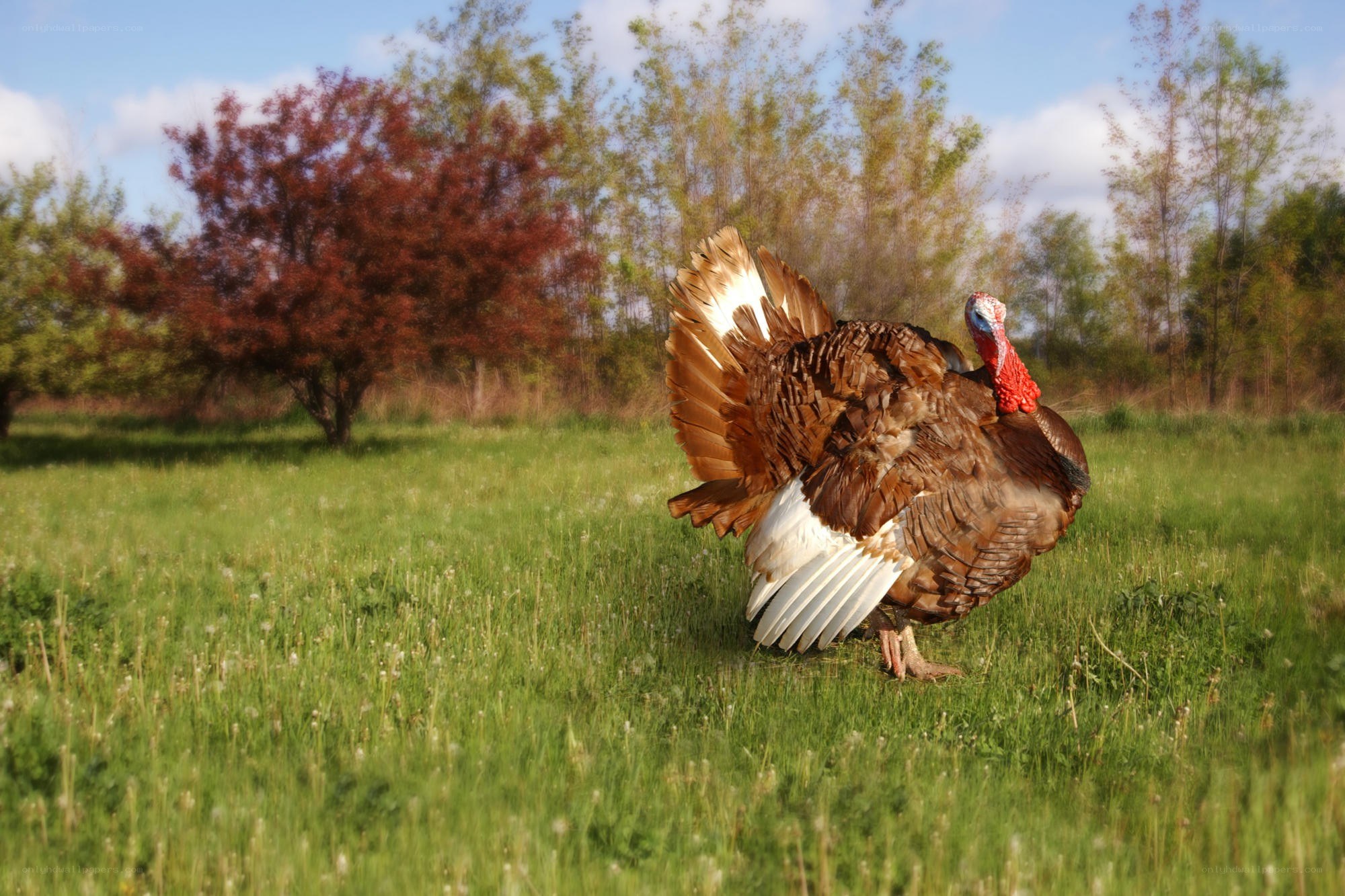 Turkey in a grassy field