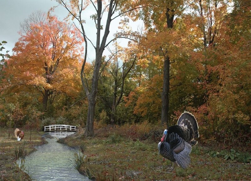 Turkey in Autumn Forest