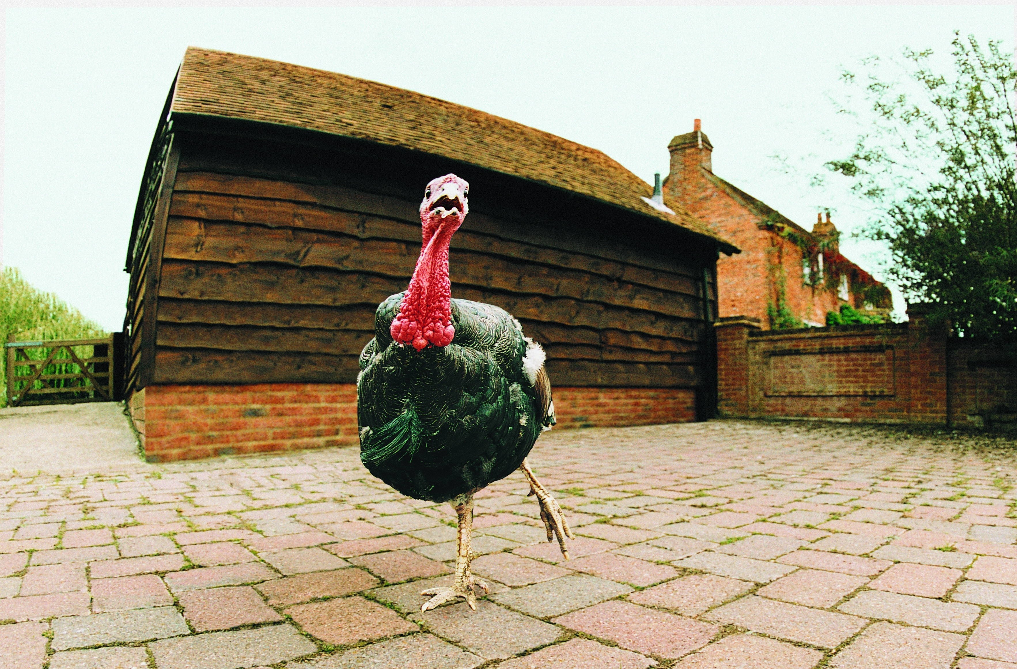 turkey in courtyard