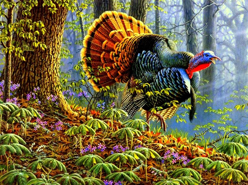 Turkey in Forest