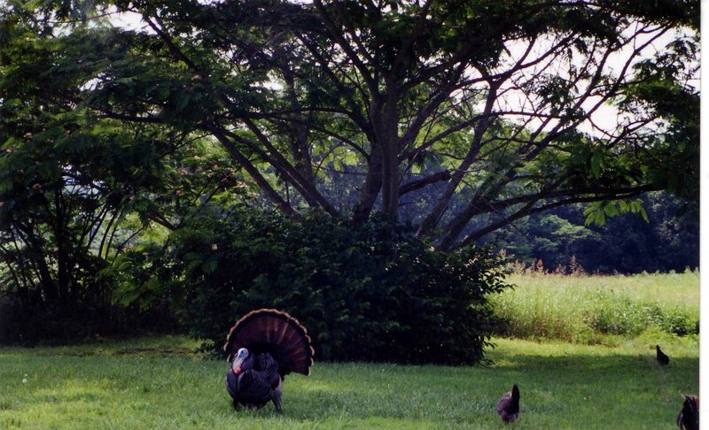 Turkey in Grass — Green
