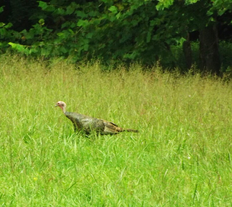 Turkey in Grass
