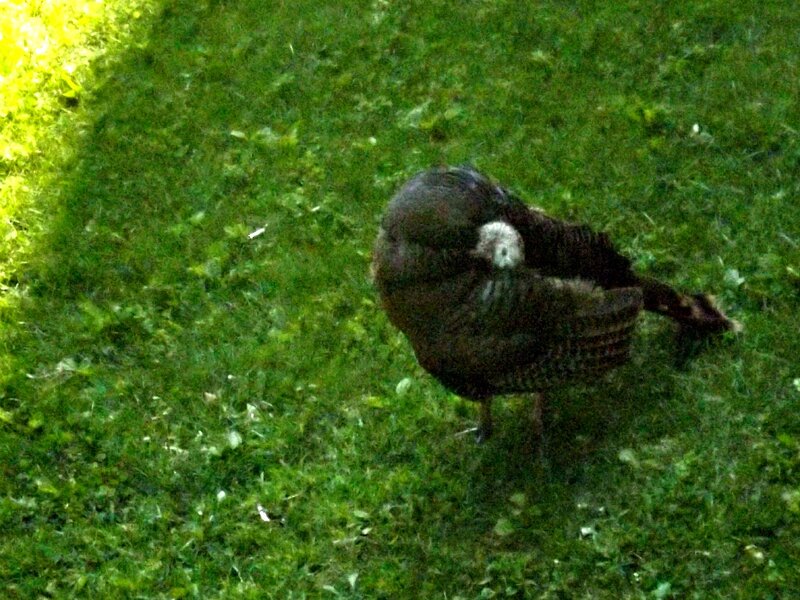 Turkey on Grass — Green