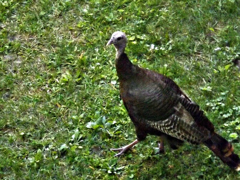 Turkey on Grass