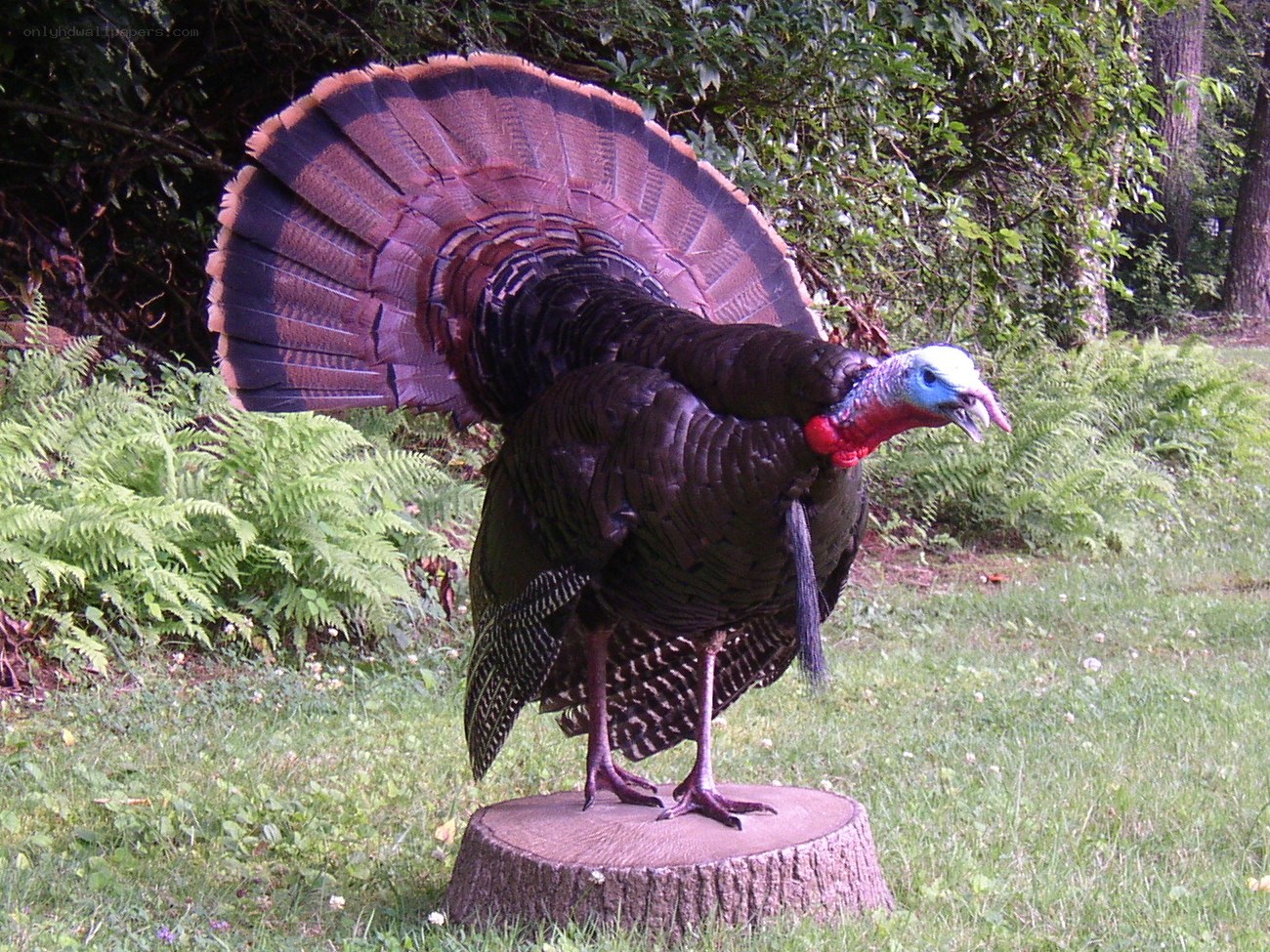 turkey statue in garden