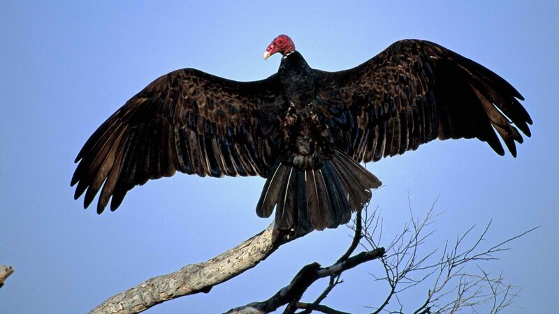 Turkey vulture on a branch