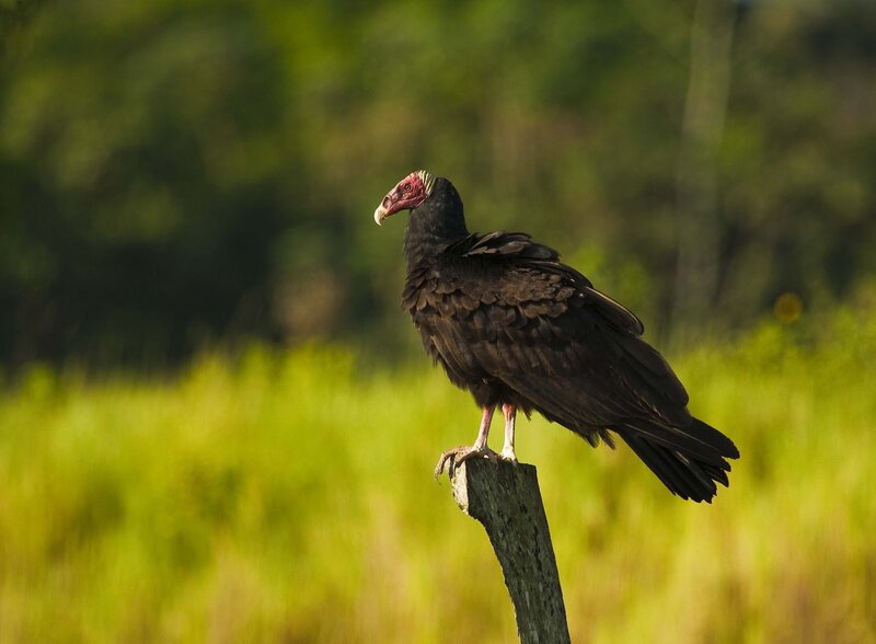 Turkey vulture on a post