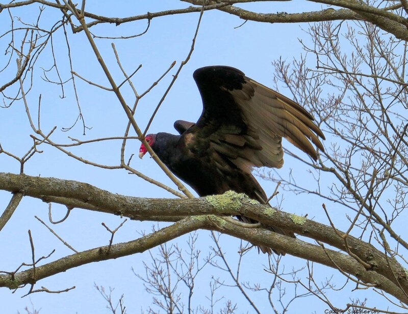 Turkey Vulture on Branch — Blue
