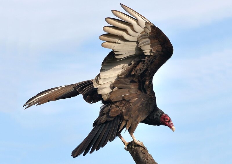 Turkey Vulture on Branch