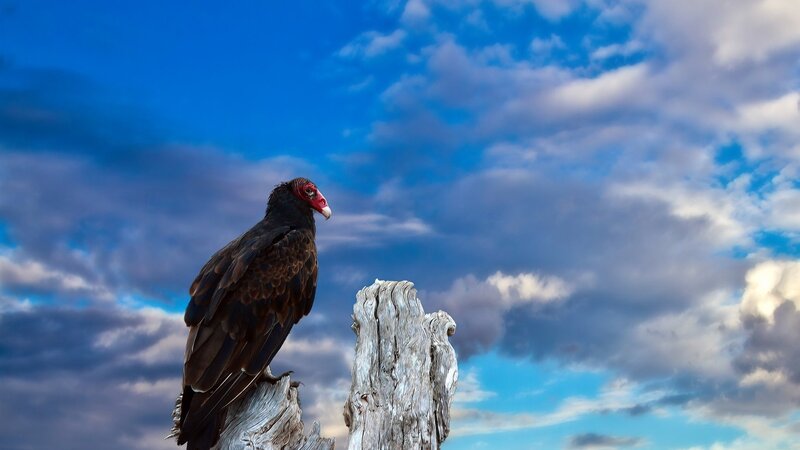 Turkey Vulture on Stump