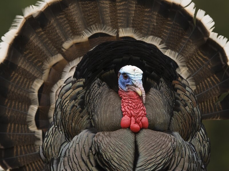 Turkey with Fanned Tail — Brown, Dramatic