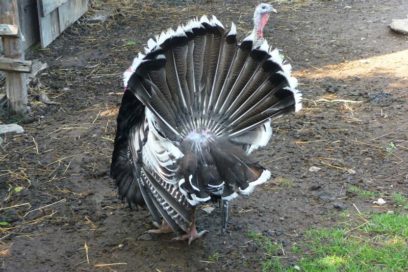 Turkey with Fanned Tail — Brown, Natural